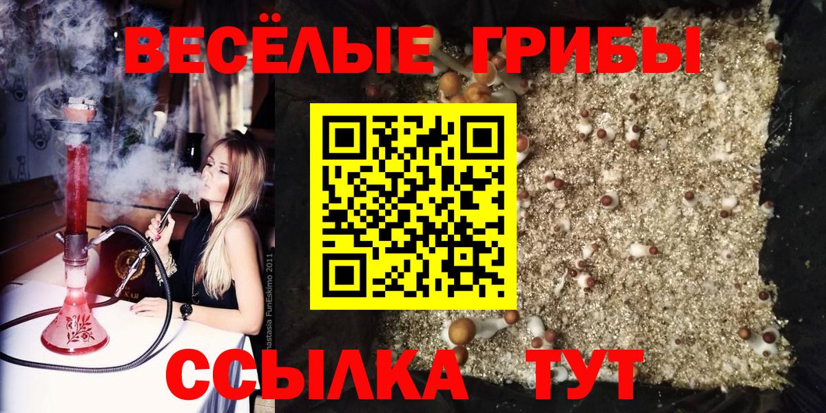 Галлюциногенные грибы Psilocybe Славгород