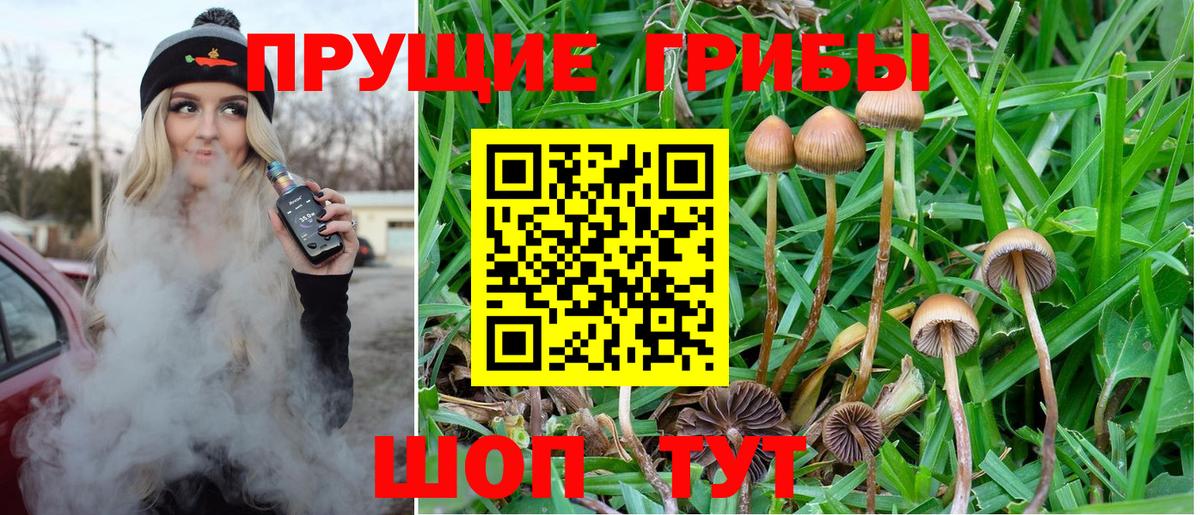 Псилоцибиновые грибы Psilocybe  где найти   Славгород  Вход с VPN  Галлюциногенные грибы прущие грибы 